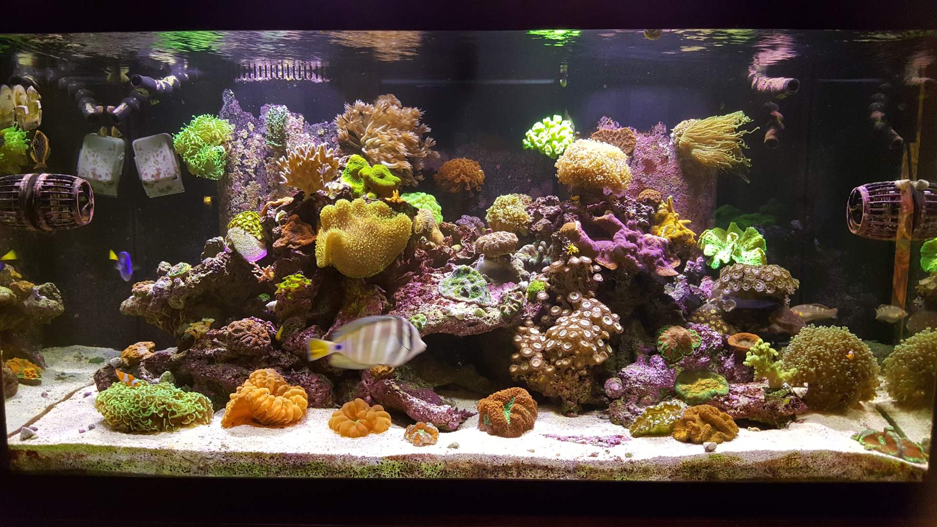 A large aquarium with various colorful coral species and a few fish swimming among them. The tank is well-lit, showcasing the vibrant colors and diverse textures of the marine life.