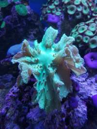 Close-up of an aquatic coral with a central greenish structure surrounded by purple and brown formations under water.