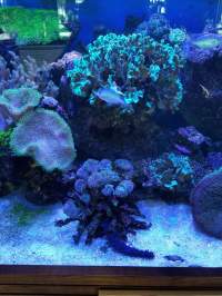 A vibrant underwater scene featuring a variety of corals and fish in an aquarium, illuminated by blue light.