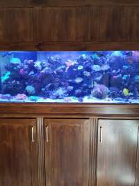 Wooden cabinet with a built-in aquarium at the top, featuring various colorful corals and marine life.