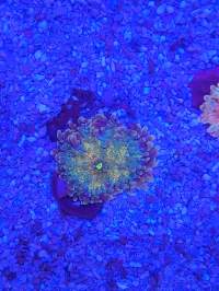 A coral glows under blue lighting, displaying vibrant green and yellow colors, with purple speckled substrate surrounding it.