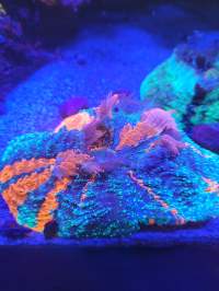 A fluorescent coral illuminated under blue light, displaying vibrant shades of blue, orange, and green.