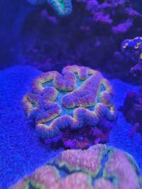 A lumpy, multicolored coral with a wavy texture is shown under blue lighting in an aquarium.