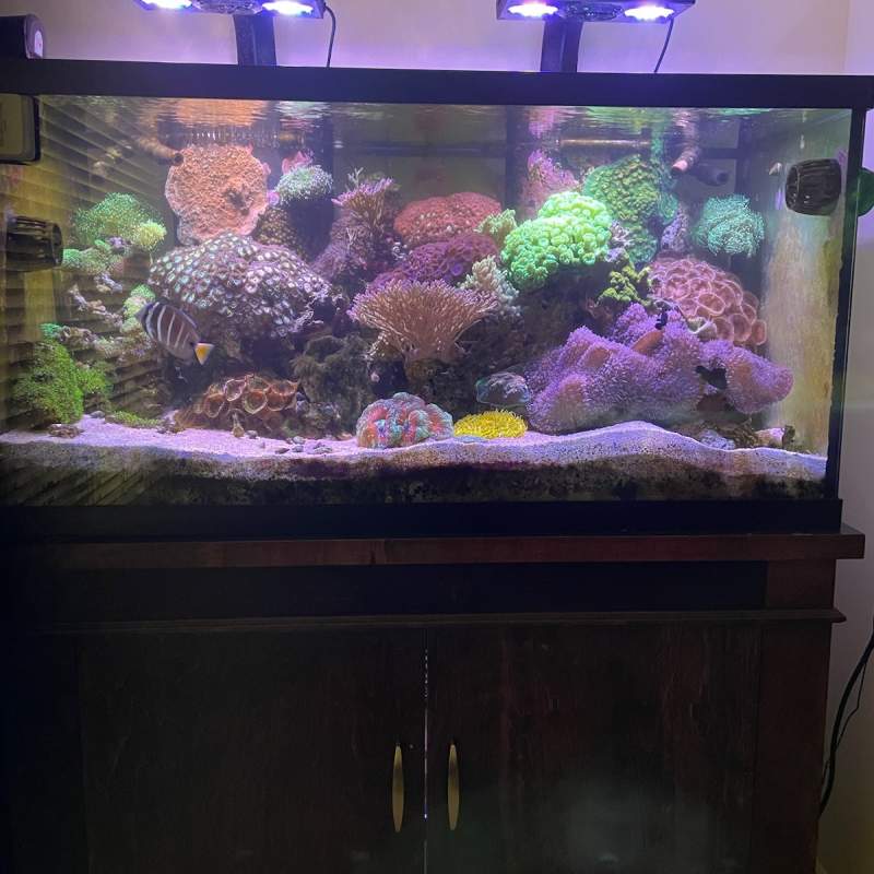 Aquarium sitting on cabinets with tropical fish