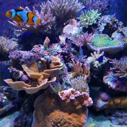 Aquarium with orange coral with orange and white striped fish