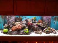 A brightly lit aquarium showcasing various colorful corals and marine life against a blue background.