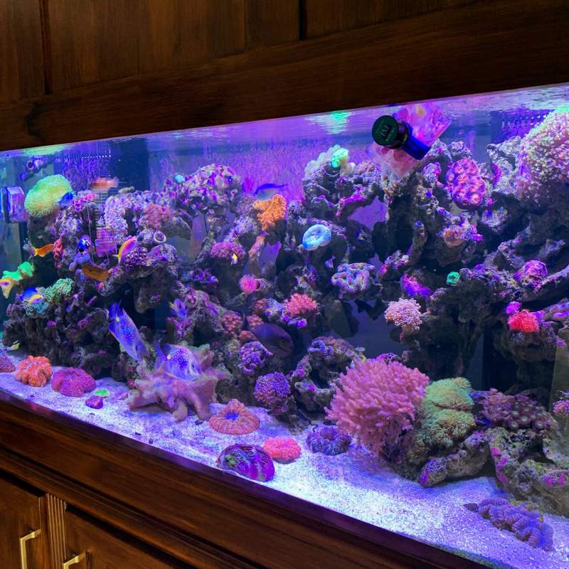 Large built-in aquarium with purple lights and beautiful corals