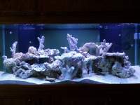 A large aquarium tank containing various rocks and coral formations under blue lighting.