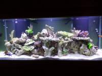 A brightly lit aquarium featuring various types of coral and rock formations, with a few fish swimming around.