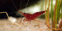 A red shrimp with white spots is walking on beige sand near some green aquatic plants.